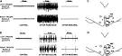 Central Neural Control of Respiration and Circulation During ...
