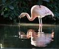 Chilean Flamingo: The Animal Files