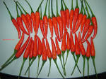 CHILLI-FRESH CHILLI products, buy CHILLI-FRESH CHILLI products ...