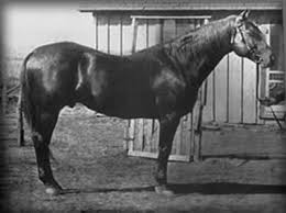 Peter McCue Quarter Horse Information - Peter%20McCue