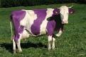 Marguerite, la vache qui voulait être dzo - Les poèmes de Pandora