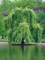 Willow - Simple English Wikipedia, the free encyclopedia