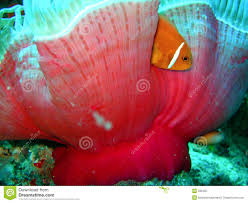 Clown Nemo - Anemone Fish Royalty Free Stock Photography - Image ... - clown-nemo-anemone-fish-599487