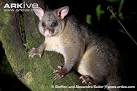 ARKive - Common brushtail possum videos, photos and facts ...