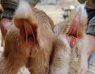 Fias Co Farm- How to tell the sex of a new born baby goat