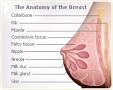 Breast Pain | 34-