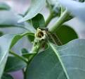 Terms of the Trade: Adaptogen » The Medicine Woman's Roots