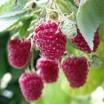 Planter les framboisiers (Fiches conseils)