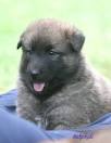 Belgian Shepherd Puppies