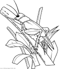 Grasshopper coloring page
