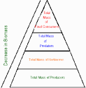 Trophic levels