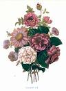 REDOUTE Gallery 2
