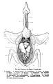 Crop (anatomy) - Wikipedia, the free encyclopedia