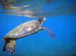 Sea turtle - Wikipedia, the free encyclopedia