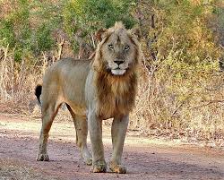 S99 Punda Maria Lion (Kruger NP) - 73_big