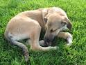 Medications for Chronic Diarrhea in Dogs | eHow.