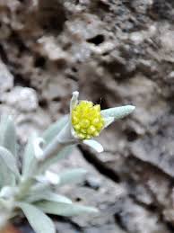 Image result for "Helichrysum crassifolium"