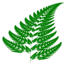 FERN