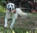 Anatolian Shepherd Dog Information and Pictures