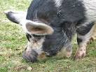 Kune Kune pig - detail - via Daymix