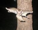 Flying Squirrels - Biology, nesting behavior