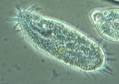 Microbe Organics