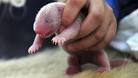 National Zoo says panda cub that died had liver abnormalities ...