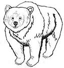 Grizzly Bear coloring page