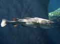 Gadiformes