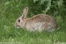 Králík divoký (Oryctolagus