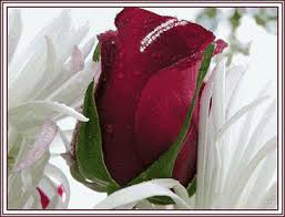 http://t1.gstatic.com/images?q=tbn:ANd9GcR9tNZwhM7at4P6-cXyhTnNoaLip83nwcbDsV_YtTjGgUo_R9KJ1A