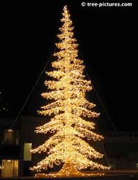 مجموعة صور لأجمل ـشجرة عيد الميلاد - صفحة 5 Images?q=tbn:ANd9GcR9yzEwD-UxEZywF6hEq0_tY8V7wYUs8zAplYHhHuhMCwDOJ4UF