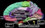 http://visionhelp.files.wordpress.com/2010/11/fusiform-gyrus-photo1.png