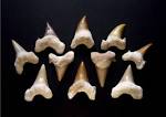 File:Fossil Shark Teeth Folklore Divination tools.jpg - Wikimedia ...