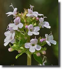 Thyme Honey - ThymeFlowercloseup