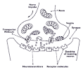 Neurons,Brain Chemistry and Neurotransmission ...