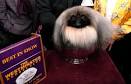 Pekingese becomes America's top dog at Westminster