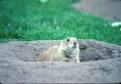 HABITUATION