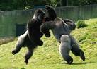 The Way of the Gorilla. « sweat and dirt;