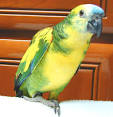 Blue-Fronted Amazon- Aves International