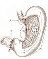 Los Altos Feeding Clinic: Anatomy of the Gastrointestinal (GI) Tract