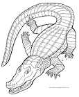 Crocodile coloring page