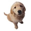perro pronunciation