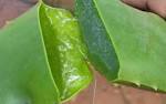 Foodie Friday: Amazing Aloe Vera | writing is the life-source of ...