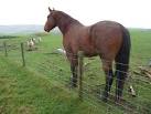However he has a fine winter coat and looks sleek and healthy. - via Daymix