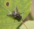 Biting Flies