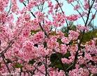 sakura pronunciation