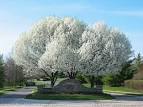 Floridata: <b>Pyrus</b> calleryana