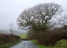 Brain-Shaped Tree - via Daymix