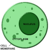 The Daylily Dictionary: Cytoplasm